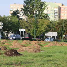 powiększ zdjęcie: Nasadzenia drzew na osiedlu Piekary: 70 drzew na 70 lat Huty Miedzi