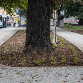 powiększ zdjęcie: Przebudowa placu Słowiańskiego - rozpoczęły się nasadzenia zieleni
