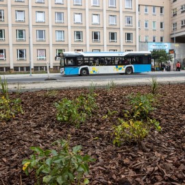 powiększ zdjęcie: Przebudowa placu Słowiańskiego - rozpoczęły się nasadzenia zieleni