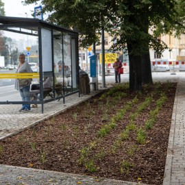 Przebudowa placu Słowiańskiego - rozpoczęły się nasadzenia zieleni
