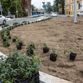 powiększ zdjęcie: Przebudowa placu Słowiańskiego - rozpoczęły się nasadzenia zieleni