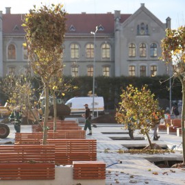 20 platanów na placu Słowiańskim