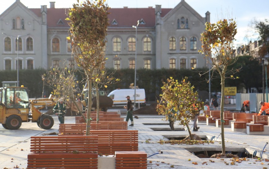 20 platanów na placu Słowiańskim