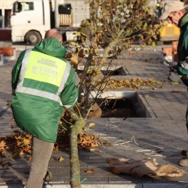 powiększ zdjęcie: 20 platanów na placu Słowiańskim