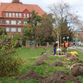powiększ zdjęcie: Nowe nasadzenia zieleni na Eko-Skwerze przy ul. Horyzontalnej