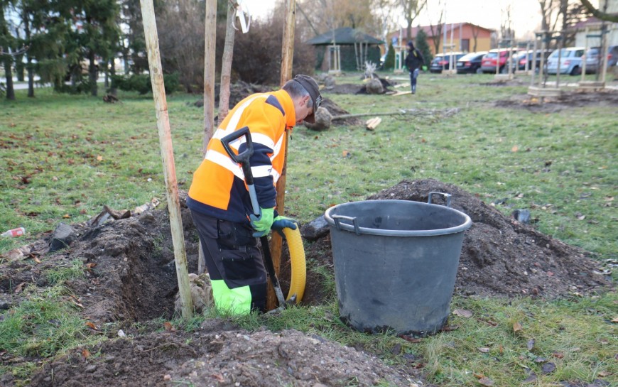Na Koperniku kontynuowane są nasadzenia. Posadzono 162 drzewa