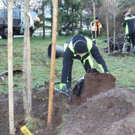 powiększ zdjęcie: Na Koperniku kontynuowane są nasadzenia. Posadzono 162 drzewa