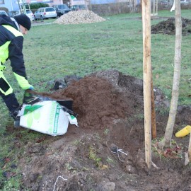 powiększ zdjęcie: Na Koperniku kontynuowane są nasadzenia. Posadzono 162 drzewa
