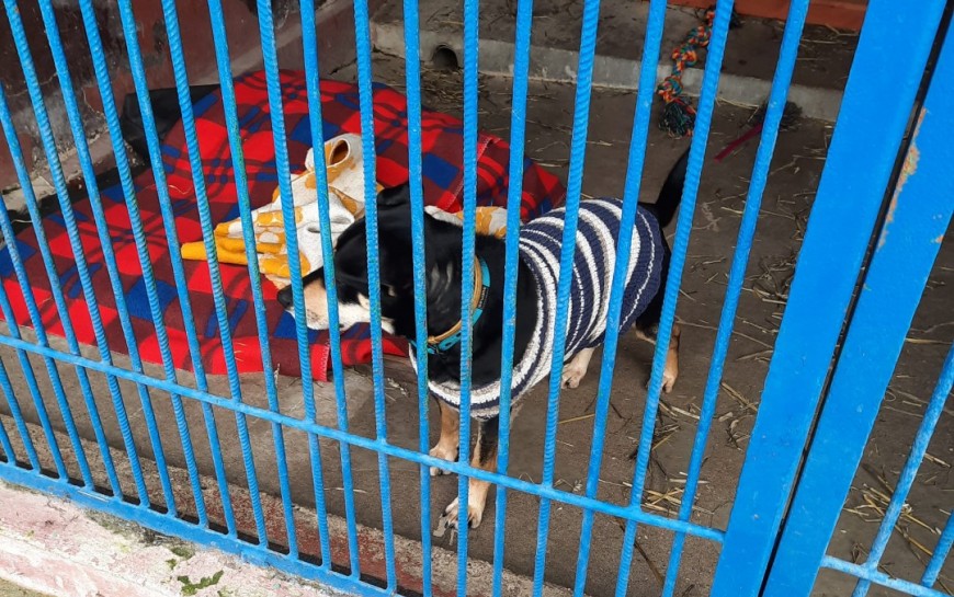 W legnickim schronisku zwierzęta mają ciepło i pełne miski