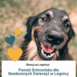 Głosuj na Legnicę i pomóż Schronisku dla Bezdomnych Zwierząt w Legnicy!