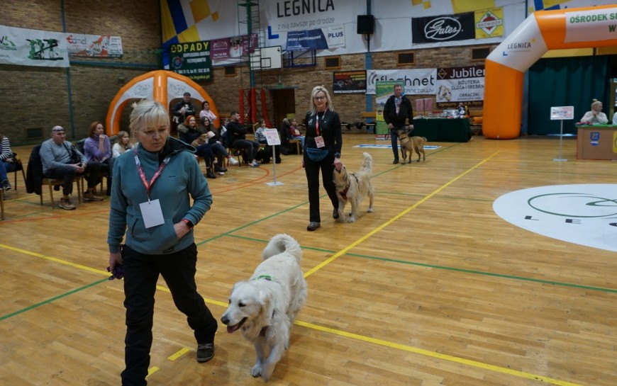 Ponad 40 wystawców pochwaliło się swoim zwierzątkiem