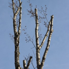 Wycinane są drzewa zagrażające bezpieczeństwu