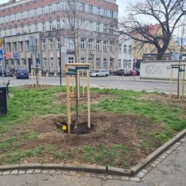 Miasto sadzi nowe drzewa i krzewy