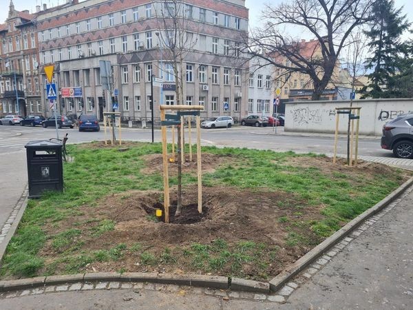 Miasto sadzi nowe drzewa i krzewy