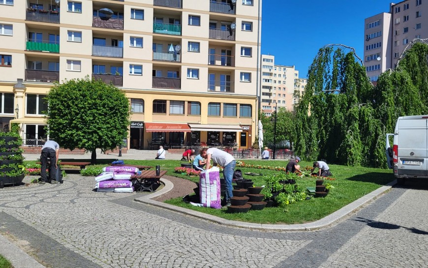 Nasadzenia roślin rabatowych w Legnicy
