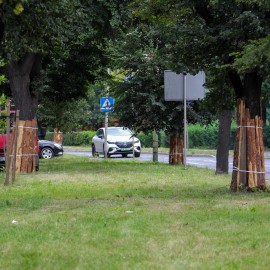 powiększ zdjęcie: Trwa zabezpieczanie drzew na al. Rzeczypospolitej