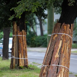 powiększ zdjęcie: Trwa zabezpieczanie drzew na al. Rzeczypospolitej