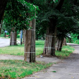 powiększ zdjęcie: Trwa zabezpieczanie drzew na al. Rzeczypospolitej