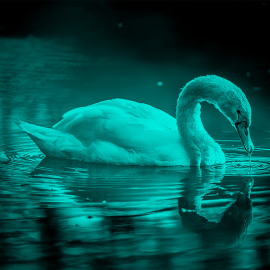 Legnica objęta zakażeniem wysoce zjadliwą grypą ptaków (HPAI)