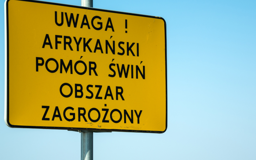 Afrykański pomór świń. Legnica objęta strefą zakażenia