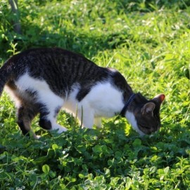 Rozpoczęła się akcja darmowej sterylizacji kotów wolno żyjących