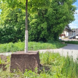 powiększ zdjęcie: Wymiana zieleni na legnickim rynku. Byliny i krzewy zastąpią drzewa