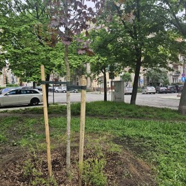 powiększ zdjęcie: Wymiana zieleni na legnickim rynku. Byliny i krzewy zastąpią drzewa