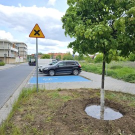 powiększ zdjęcie: Wymiana zieleni na legnickim rynku. Byliny i krzewy zastąpią drzewa