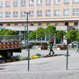powiększ zdjęcie: Rozpoczęły się nasadzenia kwiatów i roślin rabatowych
