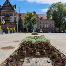 powiększ zdjęcie: Rozpoczęły się nasadzenia kwiatów i roślin rabatowych