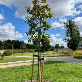 powiększ zdjęcie: Nowe magnolie od firmy Wise EXPO