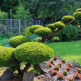 powiększ zdjęcie: Narodowe Czytanie w Legnicy – Jan Kochanowski w ogrodach palmiarni