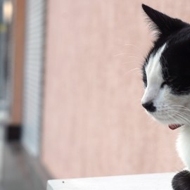 Trwa konkurs na opiekę nad wolno żyjącymi kotami