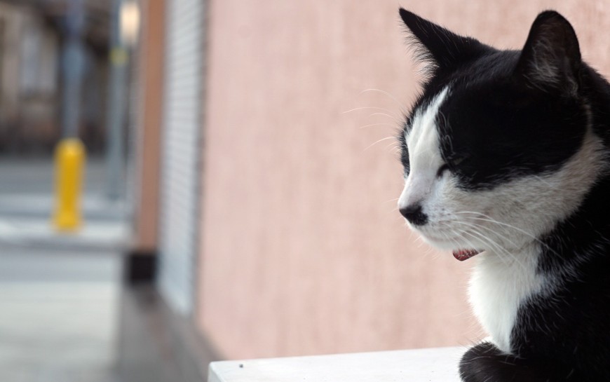 Trwa konkurs na opiekę nad wolno żyjącymi kotami