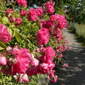 Miasto przyznało wsparcie legnickim ogrodom działkowym