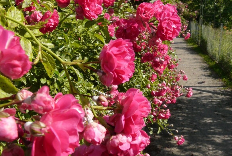 Miasto przyznało wsparcie legnickim ogrodom działkowym