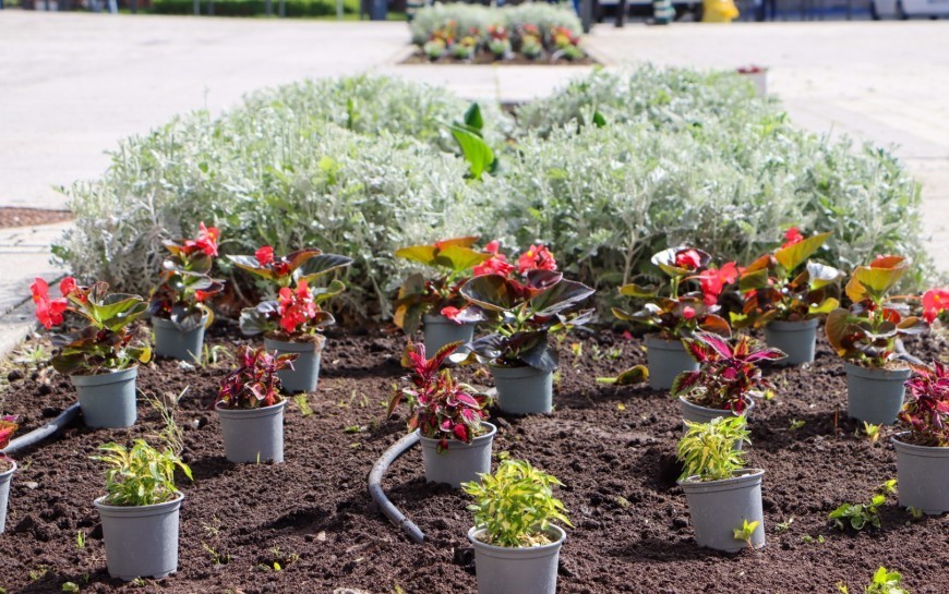 Kto zajmie się utrzymaniem terenów zieleni w centrum miasta? Dwie oferty