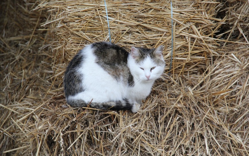 Do 22 grudnia trwa akcja darmowej sterylizacji kotów wolno żyjących