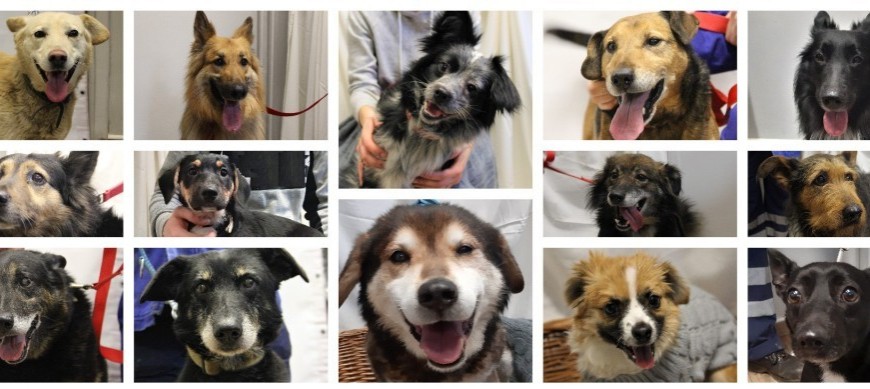 Rozstrzygnięto przetarg na prowadzenie Schroniska dla Bezdomnych Zwierząt w Legnicy