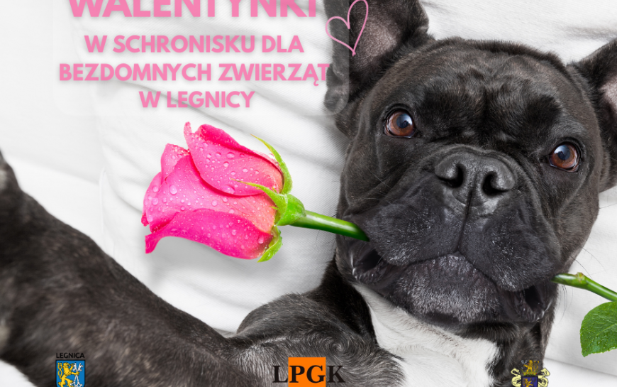 „Walentynki z Bezdomniakiem” w legnickim schronisku