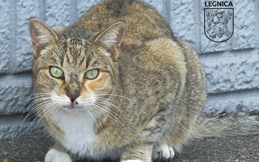 Kolejna akcja wydawania karmy dla kotów wolno żyjących w Legnicy