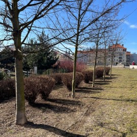 powiększ zdjęcie: Trwają wiosenne porządki na terenach zielonych i rekreacyjnych w Legnicy