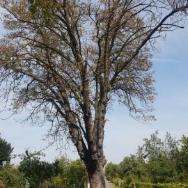powiększ zdjęcie: ROD „Kraina Słońca” świętuje 100-lecie istnienia!
