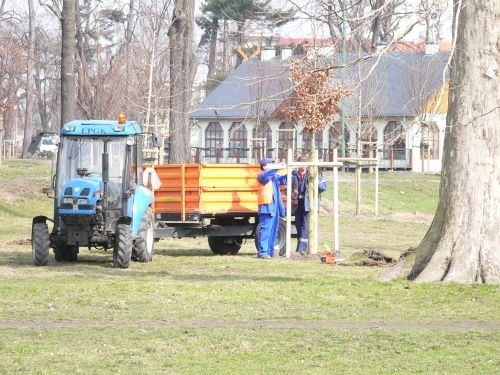 Dzięki hojności darczyńców zakupiono już 209 nowych drzew do Parku Miejskiego