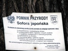 By drzewa nie umierały stojąc, Legnica leczy pomniki przyrody