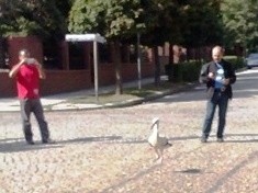 EKO patrol ratuje zwierzęta