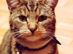 Akcja sterylizacji bezdomnych kotów