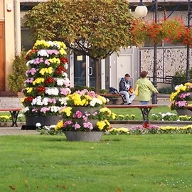 Chryzantemy, nie tylko złociste, ukwiecają centrum Legnicy