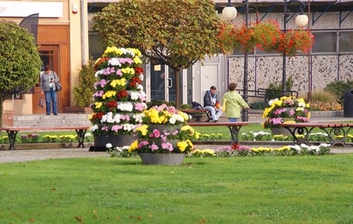 Chryzantemy, nie tylko złociste, ukwiecają centrum Legnicy