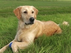 Dopilnuj swego psa. Wkrótce ostatnie w tym roku wyłapywanie bezdomnych zwierząt